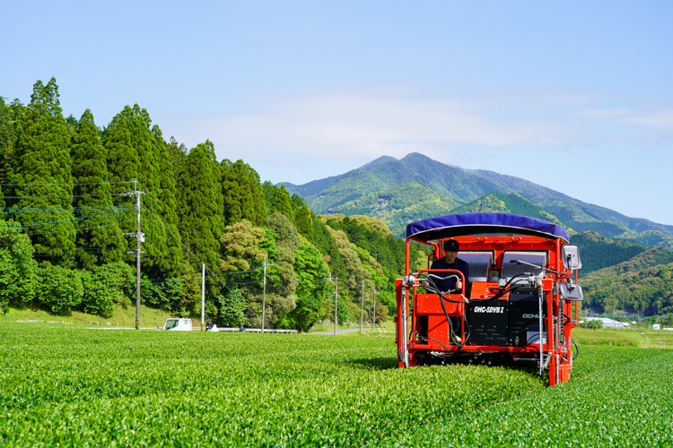 九州百名山 紫尾山麓でお茶栽培